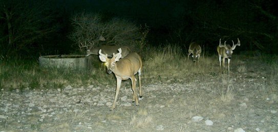 ALDO Ranch - Texas Big Game Hunting Trips
